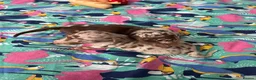 Miniature Dachshund dogs for sale: Dapple miniature dachshunds  - Advert 9