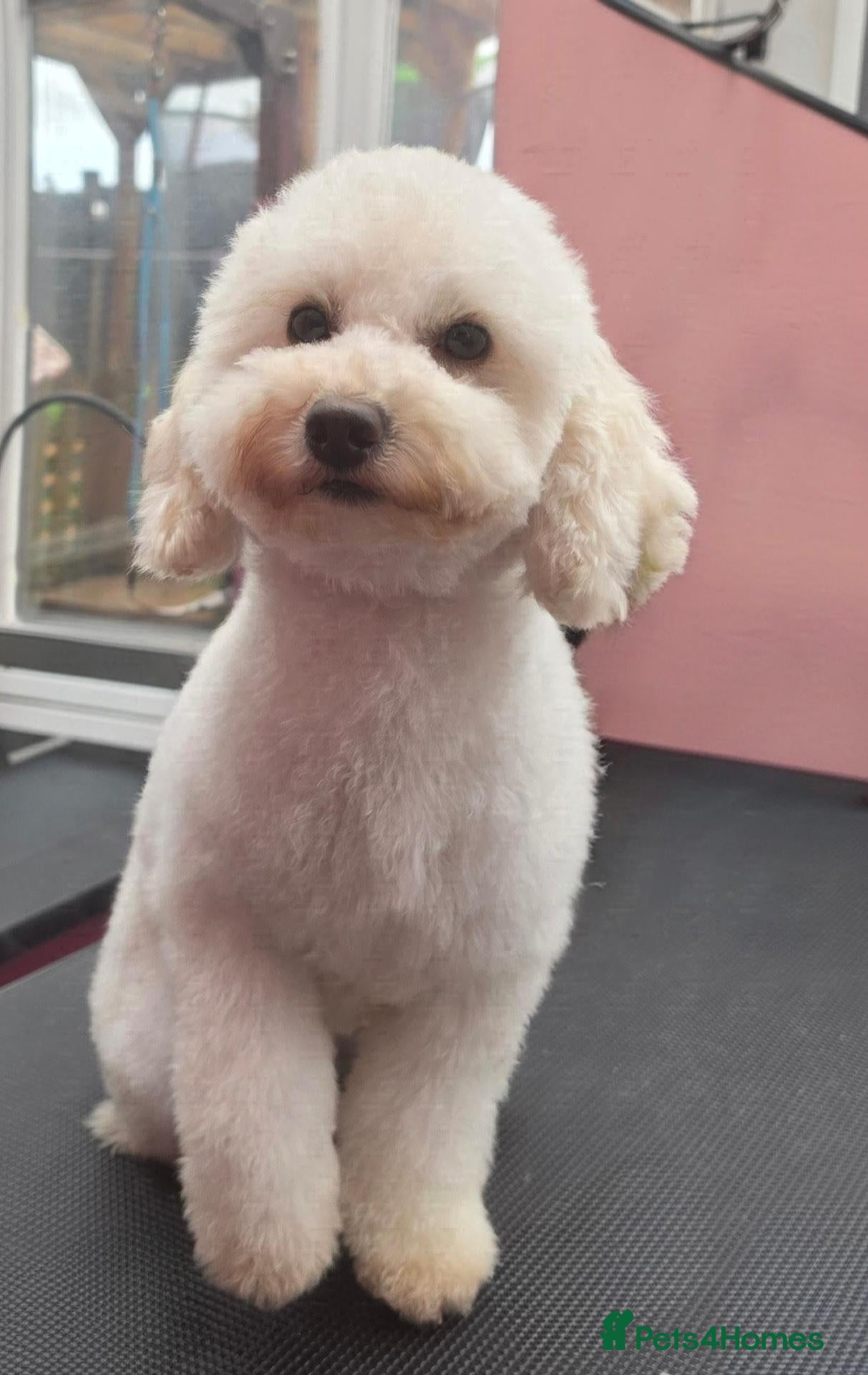 Toy Poodle dogs Toy poodle  - Advert 5