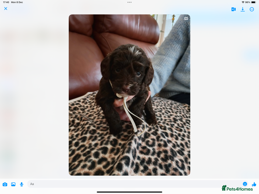 Mixed Breed dogs for sale: COCKALIERPOOS - Advert 7