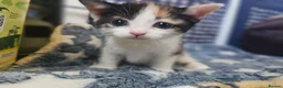 Mixed Breed cats for sale: 2 stunning black and white Kittens left - Advert 22
