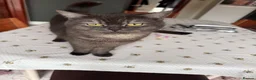 British Shorthair cats for sale: Very friendly and caring cat needs to be rehomed  - Advert 1