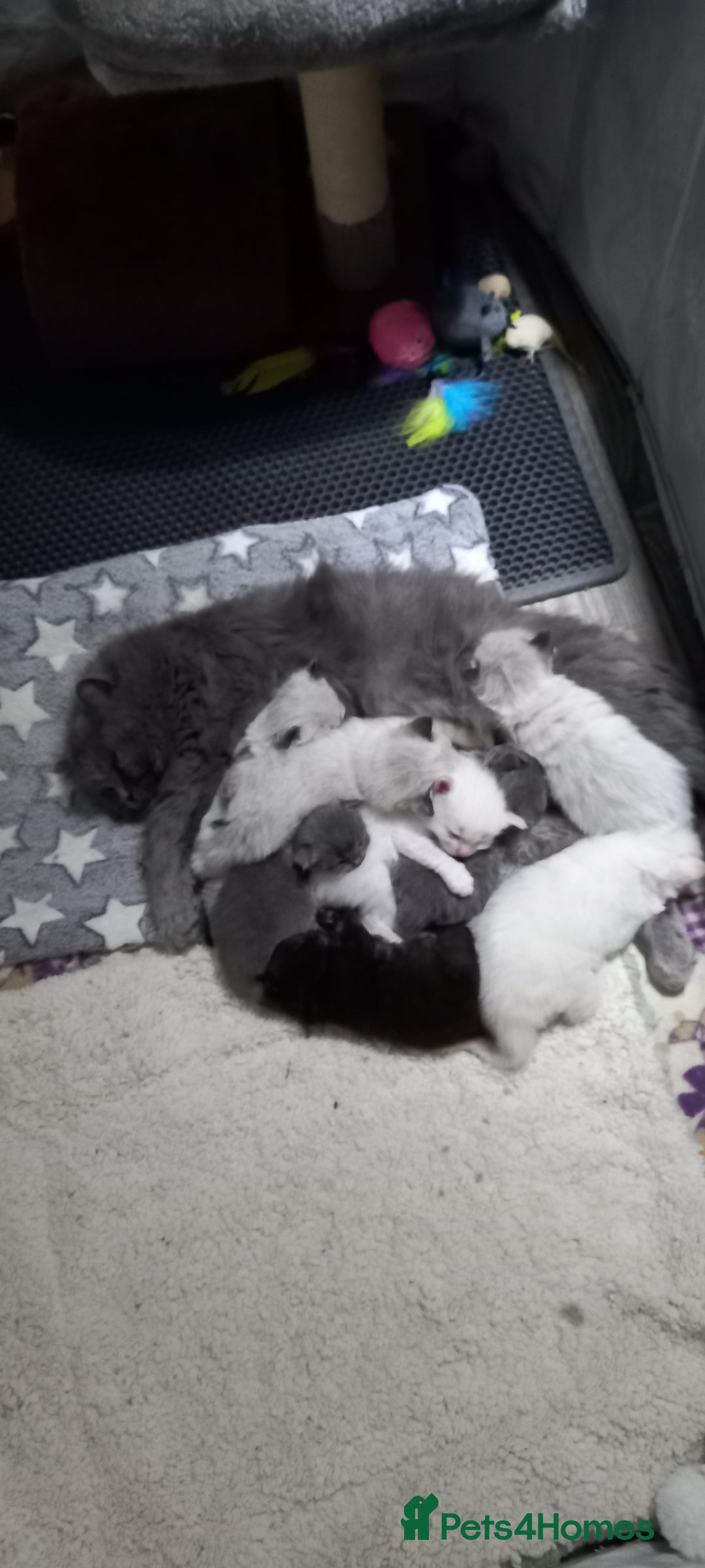 British Longhair cats for sale: 3 stunning longhaired british x  - Image 8