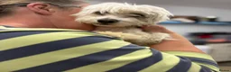 Mixed Breed dogs for adoption: Lucky The Little Dog Who Refused to Give Up  - Advert 3