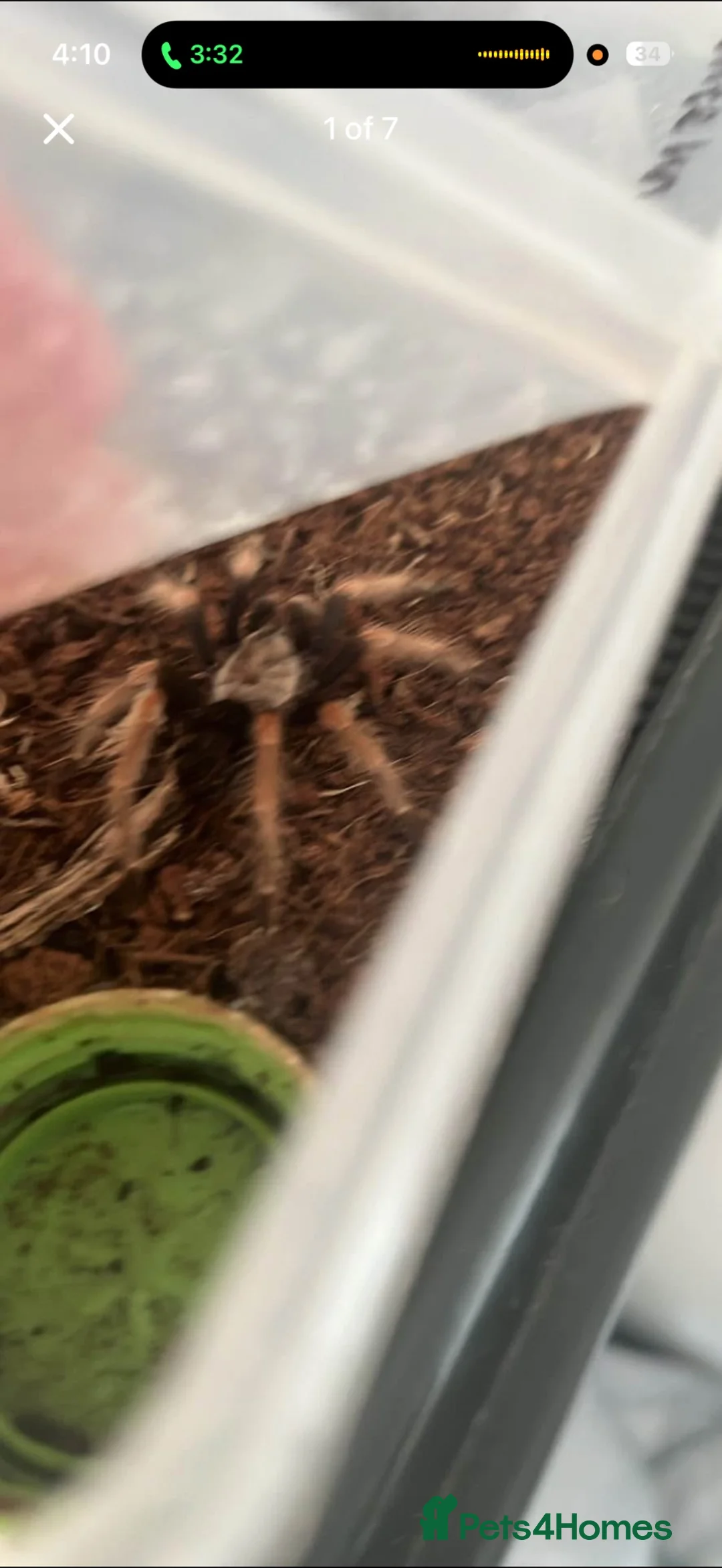 Tarantulas invertebrates for sale: Tarantula  - Advert 4