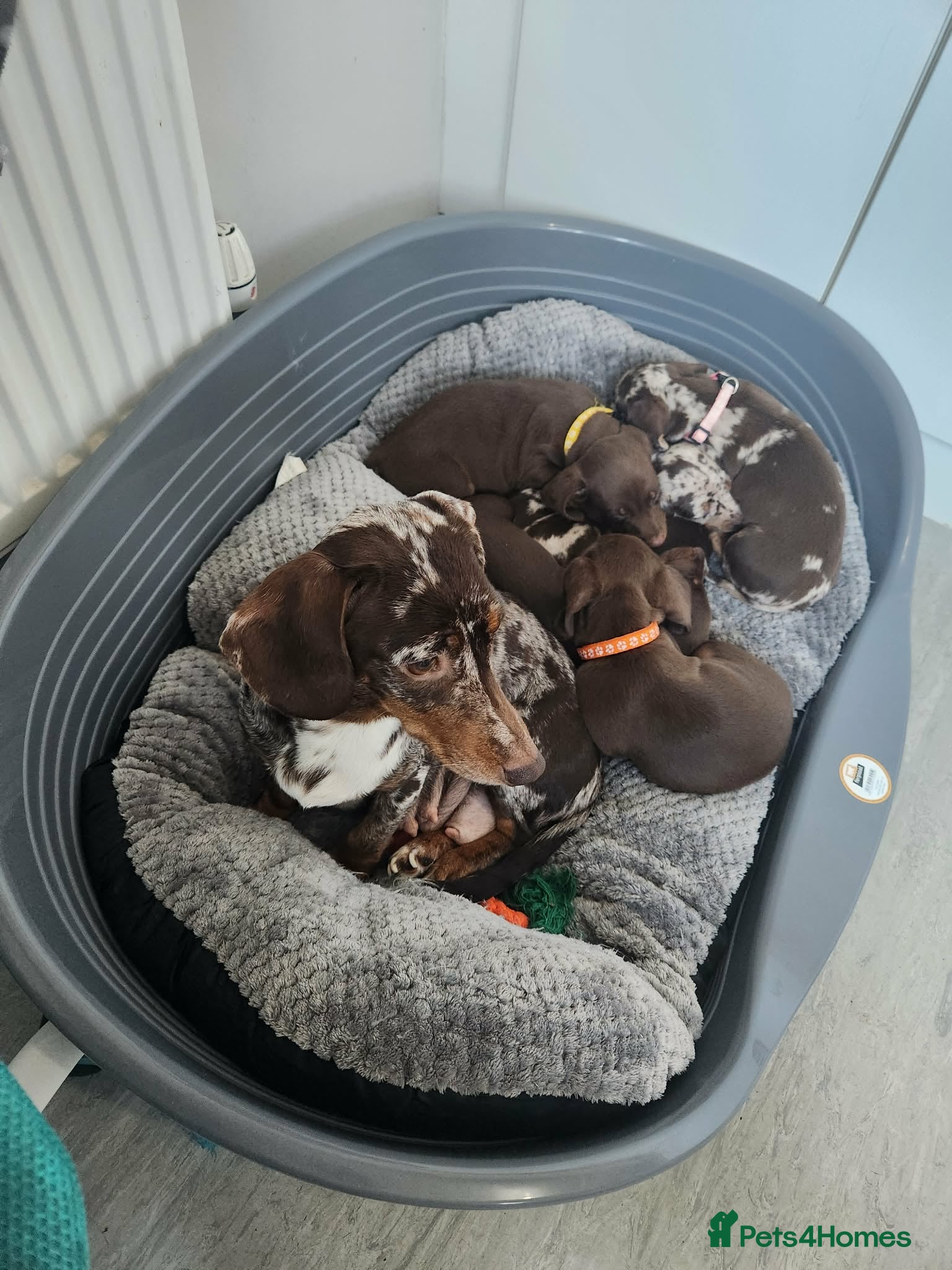 Miniature Dachshund dogs “”””PLEASE READ””” - Advert 10