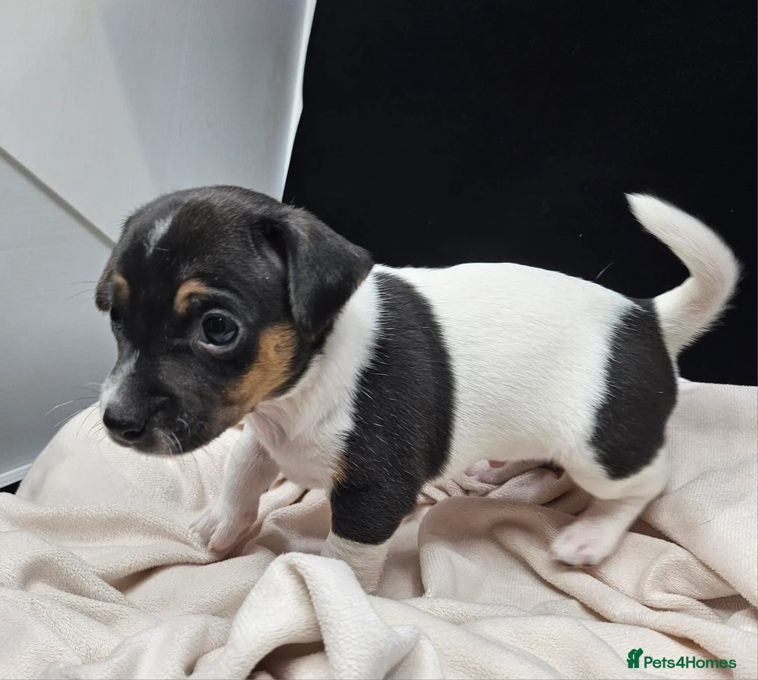 Jack Russell dogs for sale: From Our family to Yours  - Advert 2