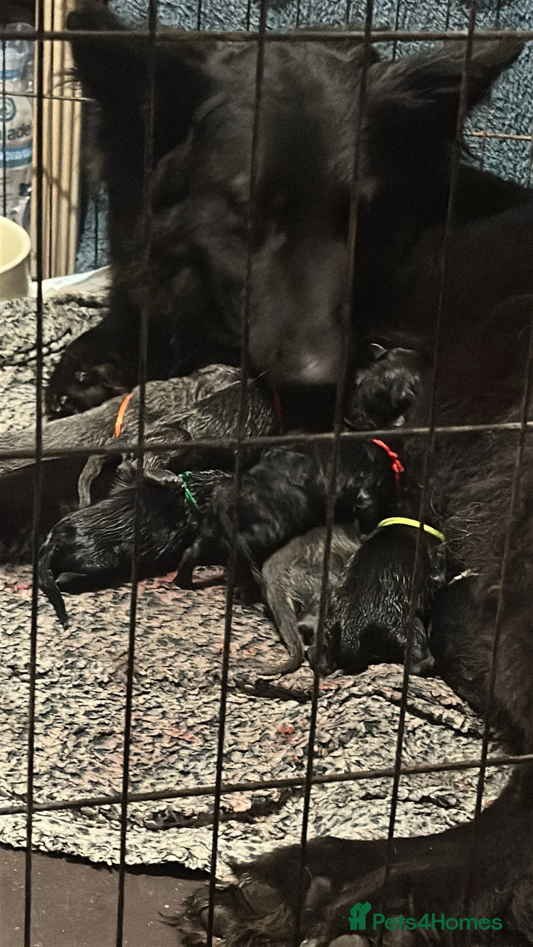 German Shepherd dogs for sale: Straight back German shepherd puppys - Advert 1