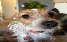 Mixed Breed dogs for sale: Jackawawa puppies - Image 6