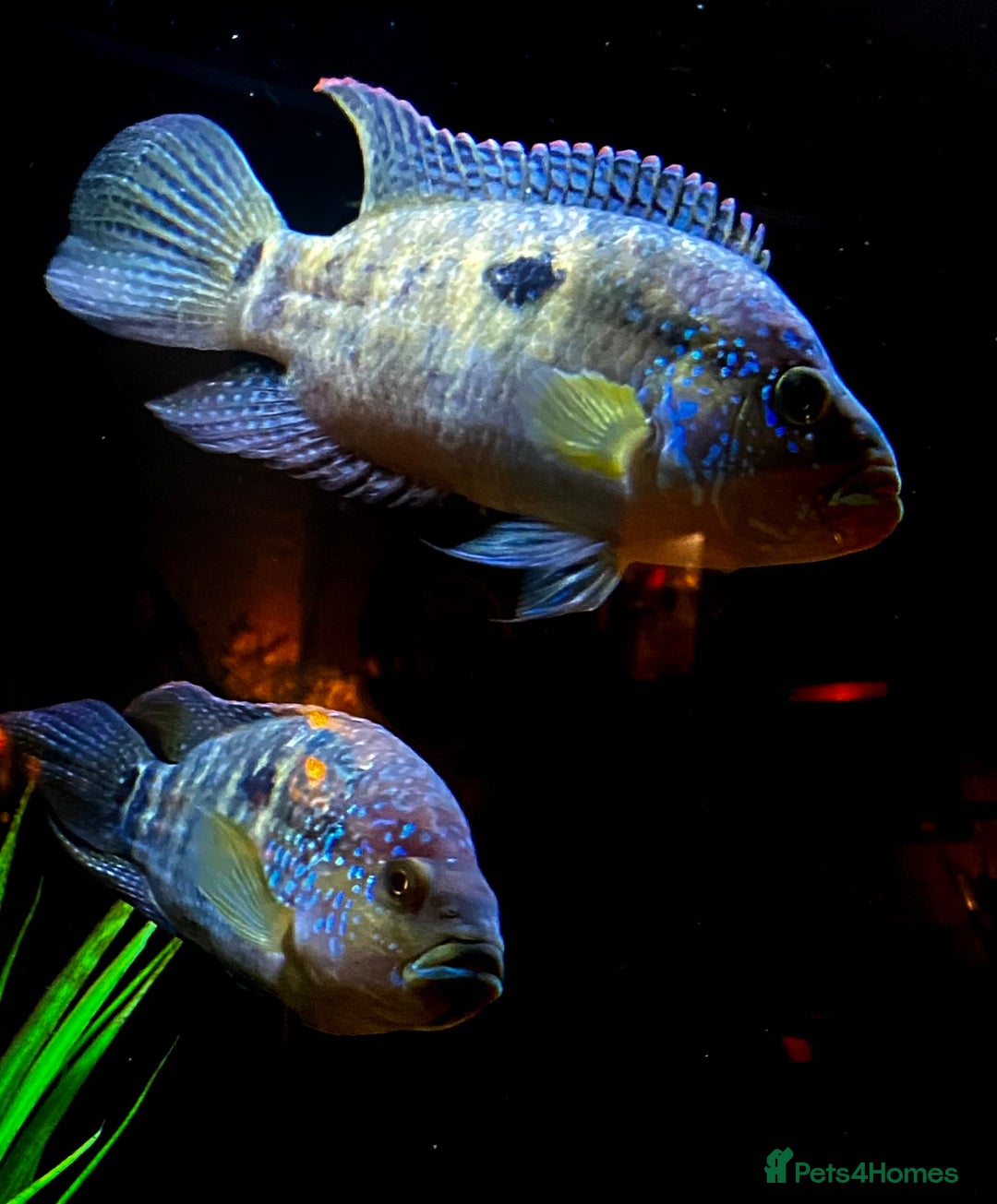 Cichlids fish for sale: 2 Female Jack Dempsey Cichlids - Advert 1