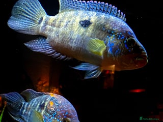 Cichlids fish 2 Female Jack Dempsey Cichlids - Advert 1
