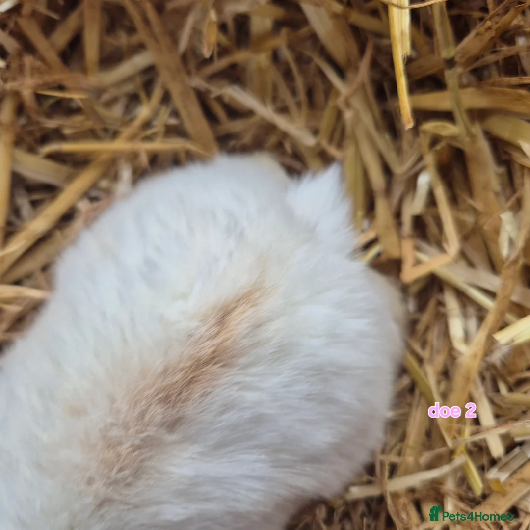 Mini Lop rabbits for sale: Beautiful mini lop x Rhinelander kits ready April - Advert 5
