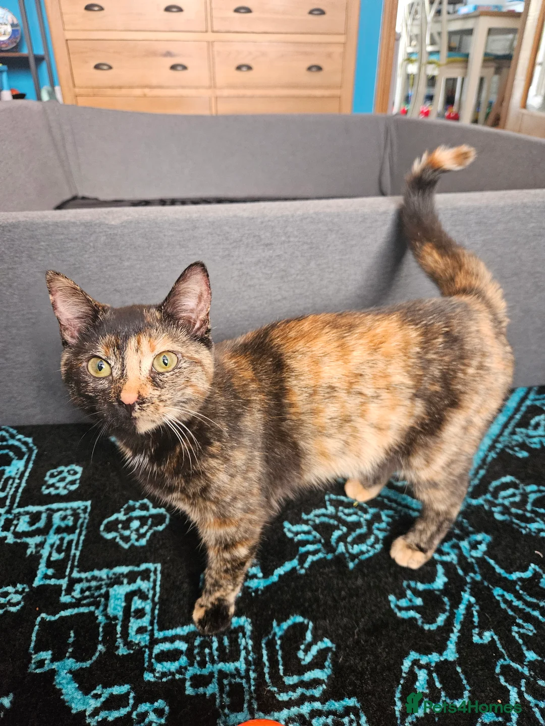 Mixed Breed cats for sale: Lovely kittens,2 sisters! - Advert 3