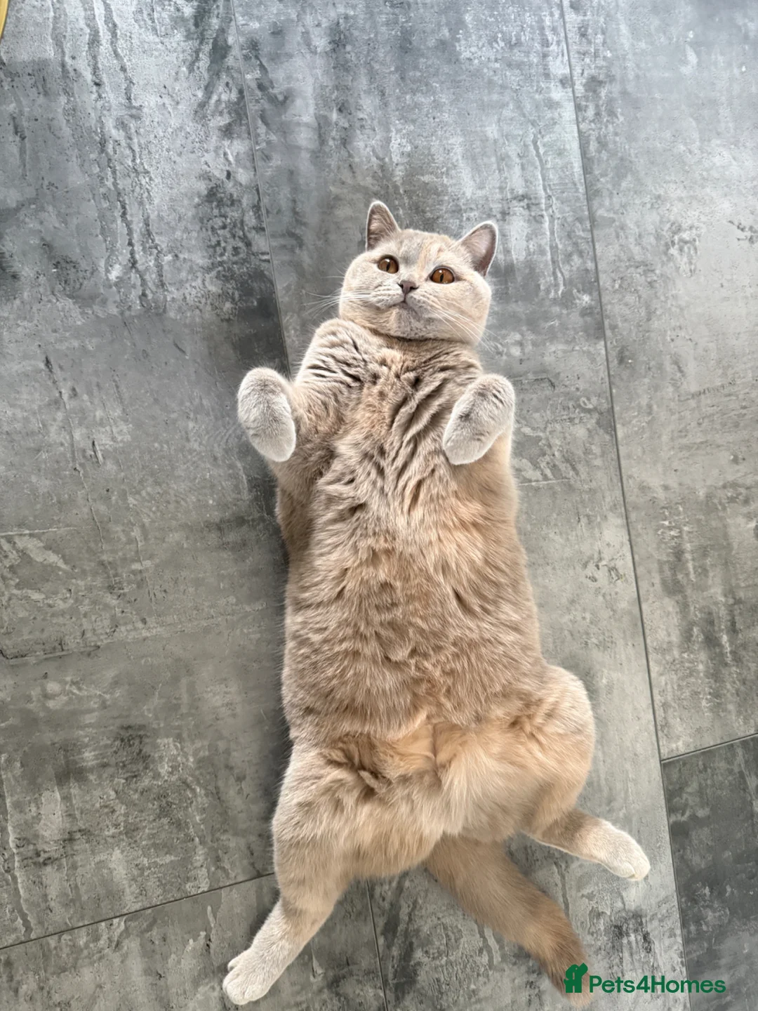 British Shorthair cats for sale: I’m looking for boyfriend for my cat  in Bathgate - Advert 1