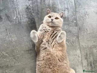 British Shorthair cats I’m looking for boyfriend for my cat - Advert 2