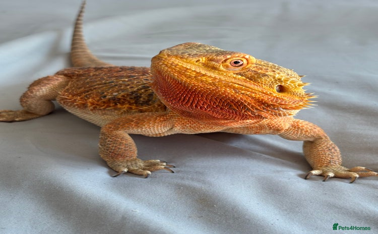 Dragon reptiles - Advert 1