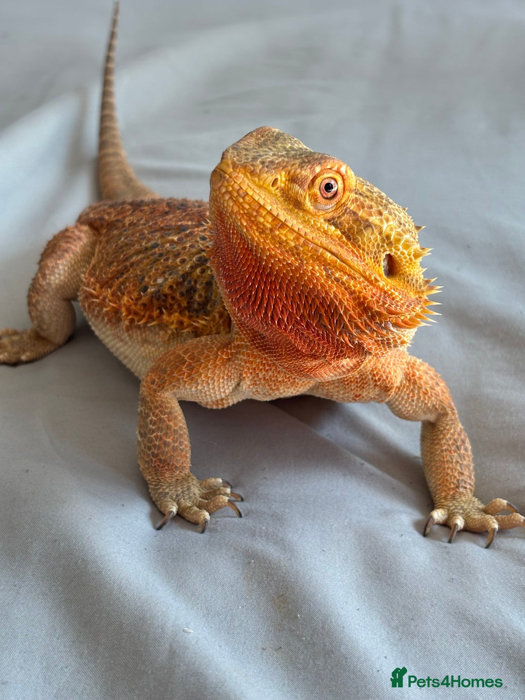 Dragon reptiles for sale: Leatherback Bearded Dragon - Image 1