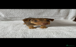 Jack Russell dogs for sale: Jack Russell puppies  - Image 5