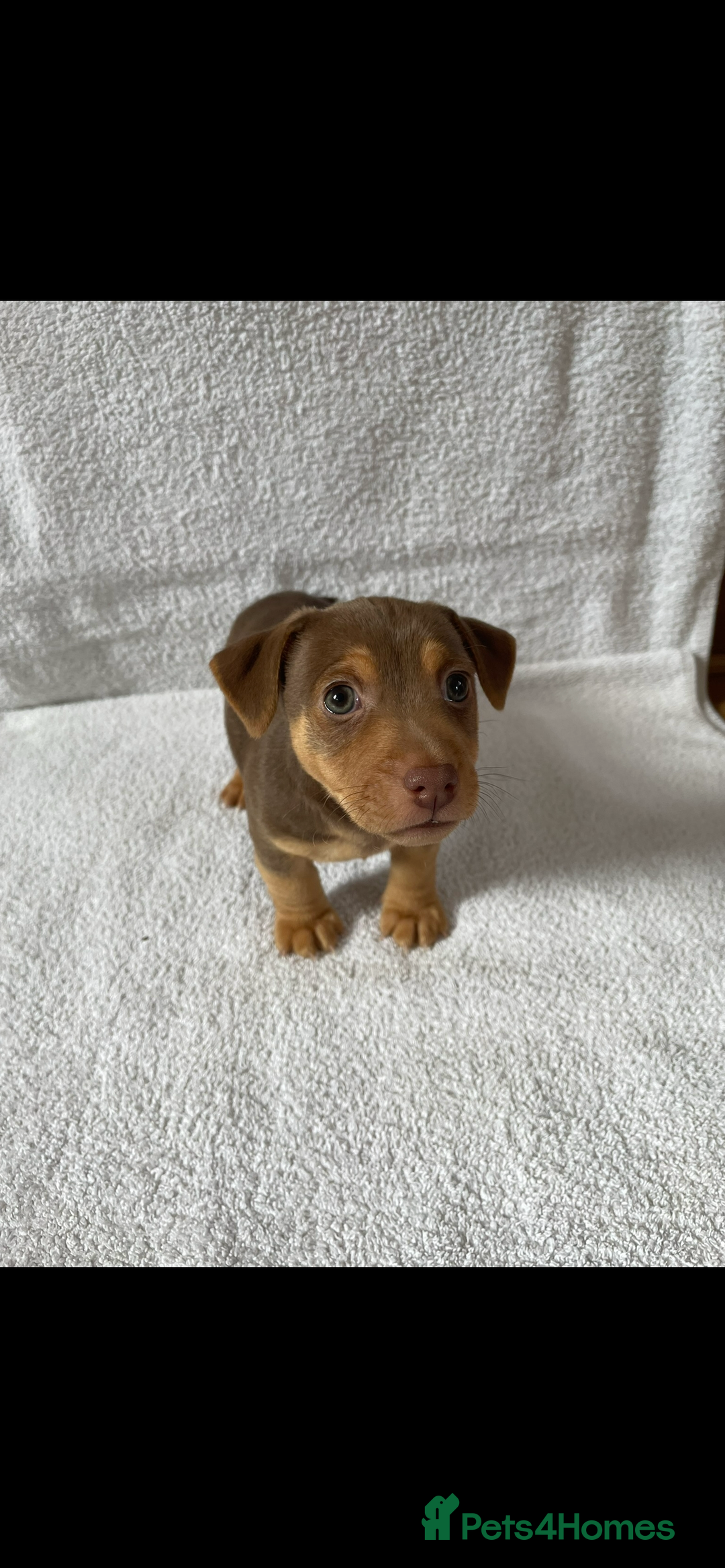 Jack Russell dogs for sale: Jack Russell puppies  - Image 5