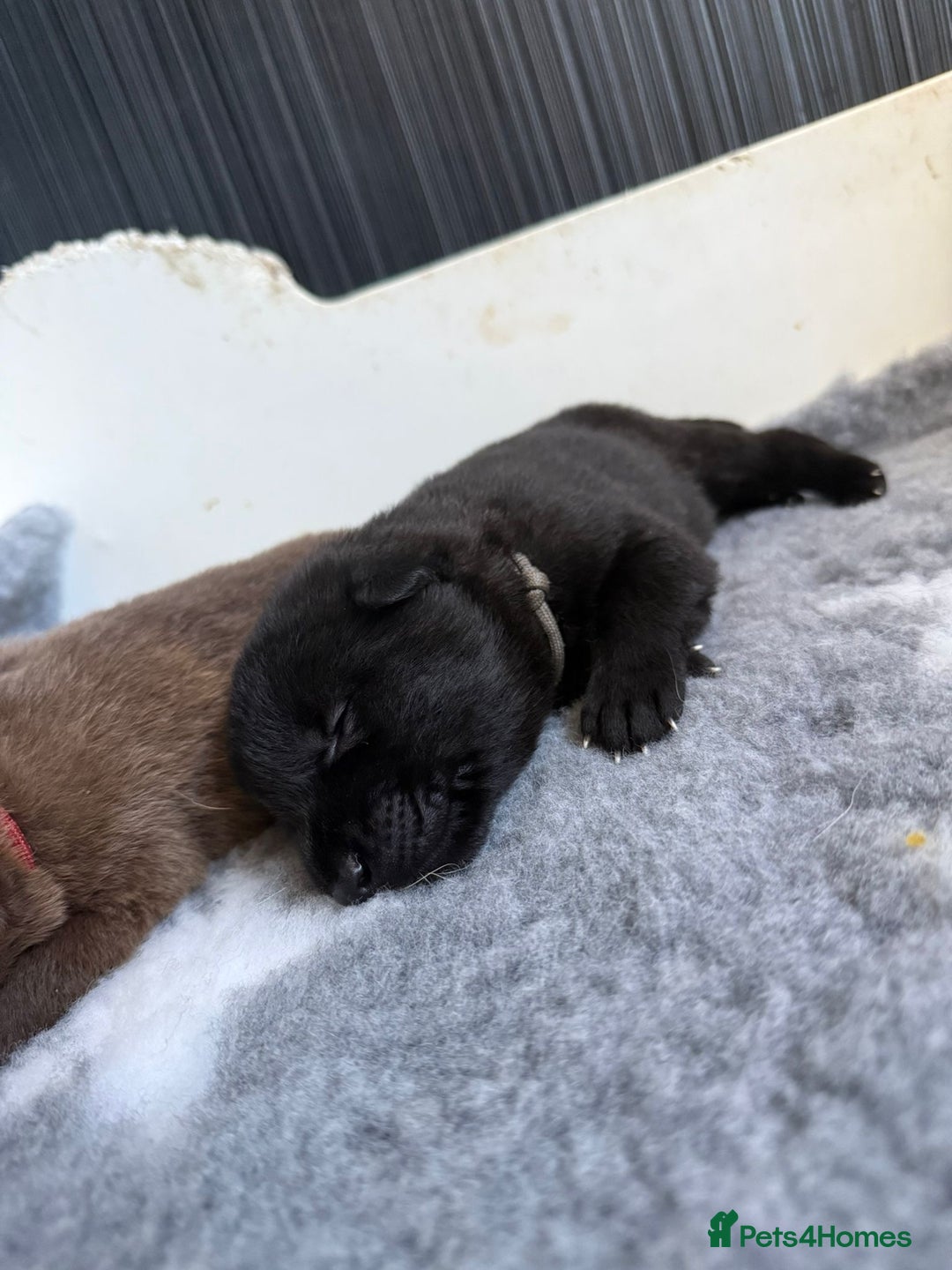 German Shepherd dogs for sale: Stunning German Shepherd X Puppies  - Advert 18