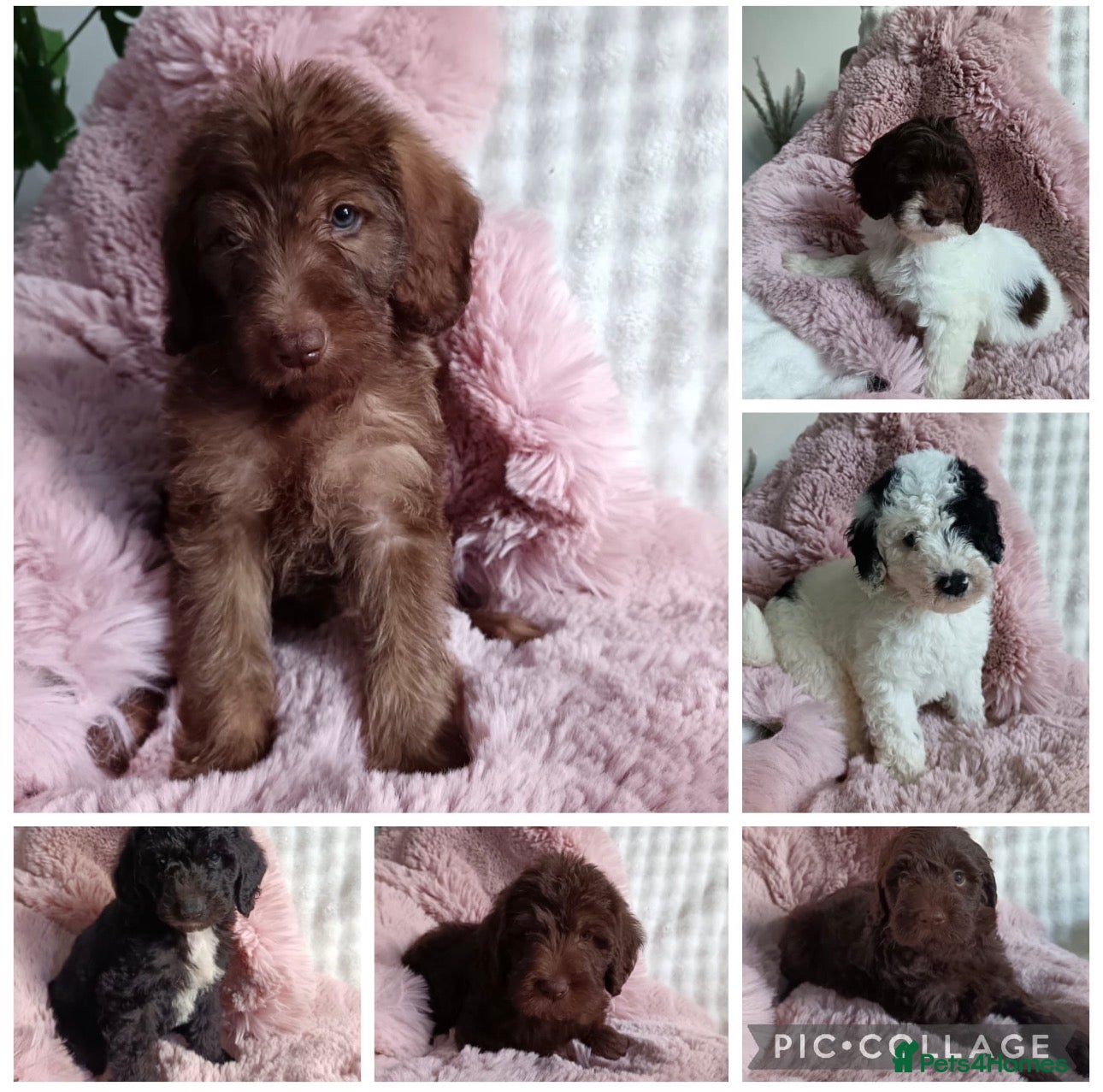 Labradoodle dogs for sale: Labradoodle puppy’s ready now  - Advert 1