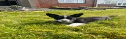 Mixed Breed dogs for sale: Cardigan Corgis in Llandysul - Advert 4