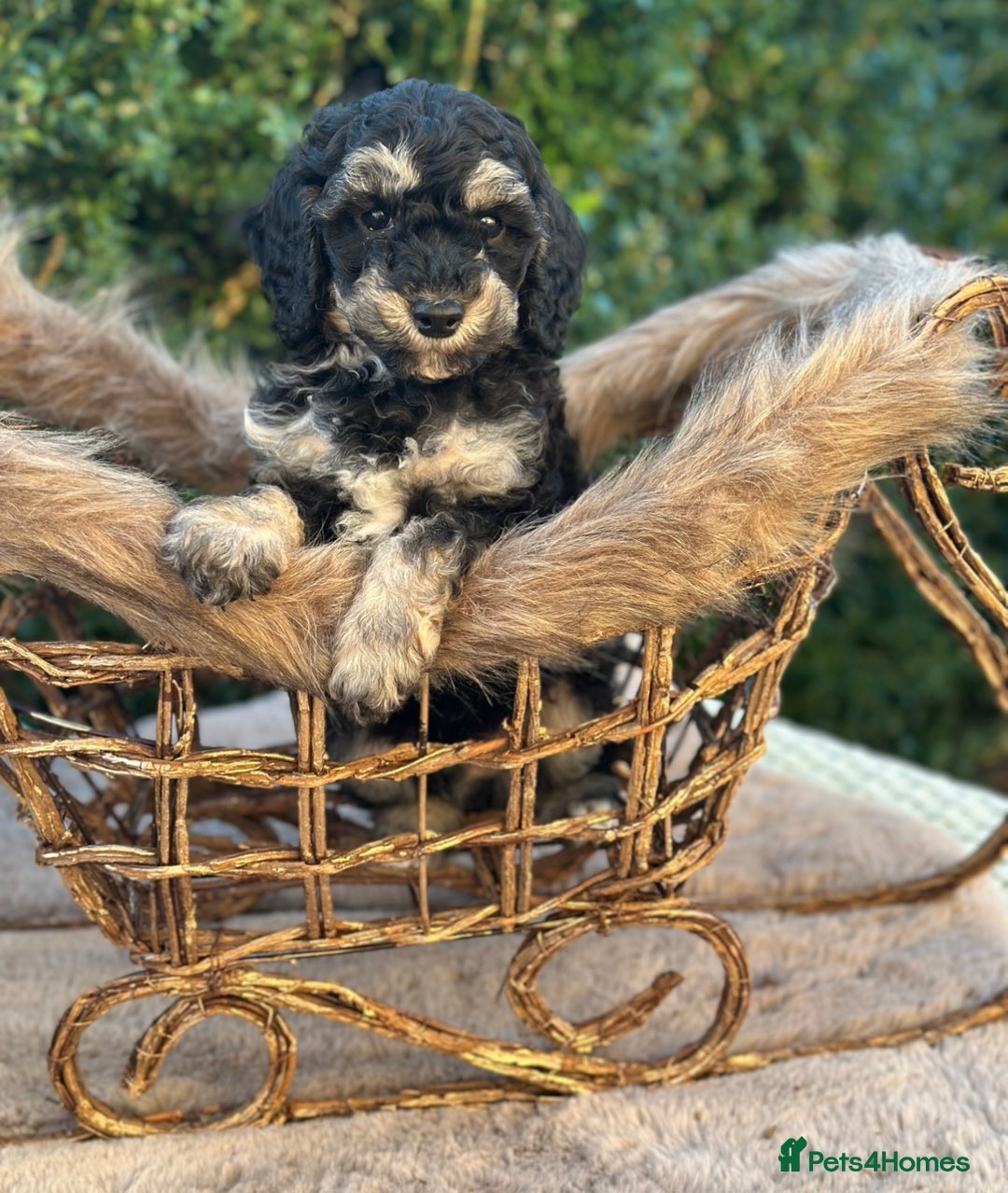 Miniature Poodle dogs for sale: Stunning miniature poodle  - Advert 13