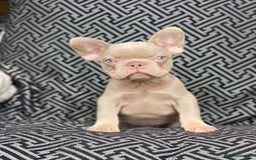 French Bulldog dogs for sale: Unique Pink/Fluffy French bulldogs READY - Image 6