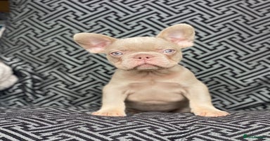 French Bulldog dogs - Advert 7