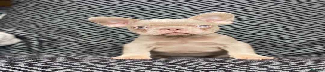 French Bulldog Puppy 4