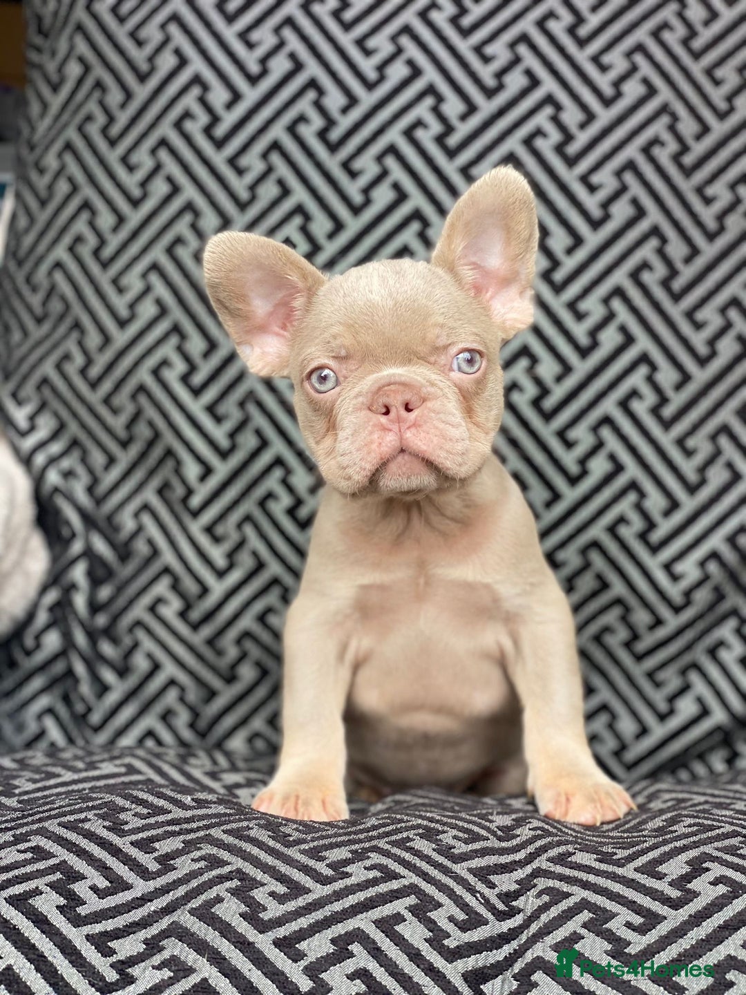 French Bulldog dogs for sale: Unique Pink/Fluffy French bulldogs READY - Image 6