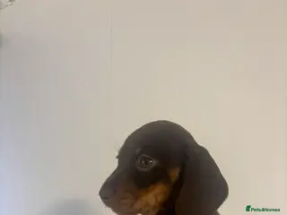 Miniature Dachshund dogs KC Miniature dachshunds - Advert 6