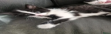 Badger
