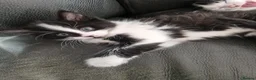 Mixed Breed cats for sale: 5 beautiful kittens - Advert 17