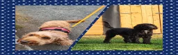 Cockapoo dogs for sale: Gorgeous cockapoo boys  - Advert 12