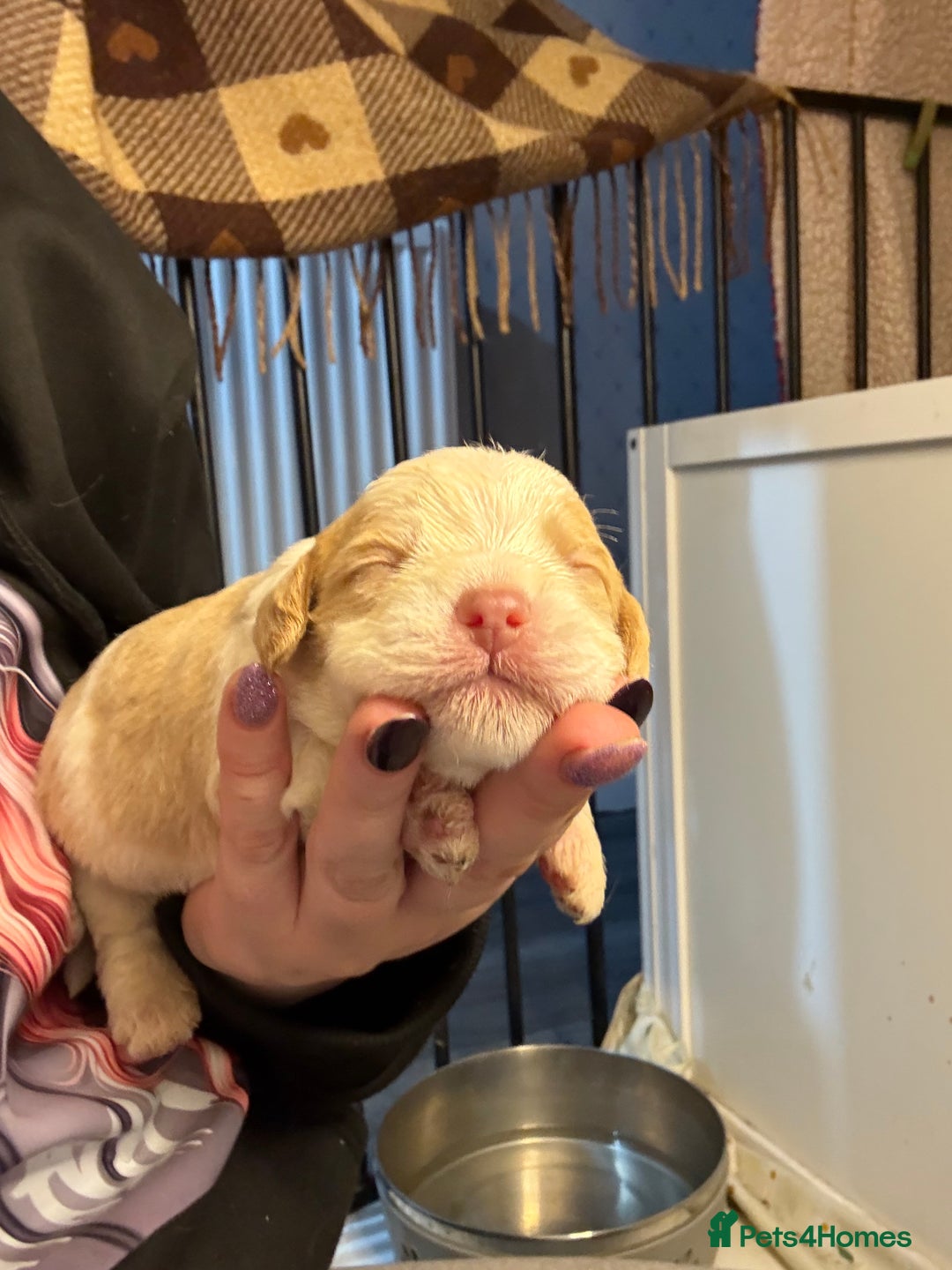 Cockapoo dogs for sale: 4 males and 1 female  - Advert 13