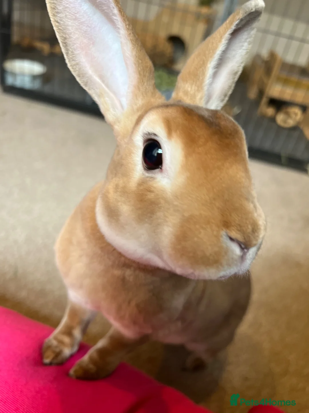 Rex rabbits for sale: Neutered Male Mini Rex  - Advert 2