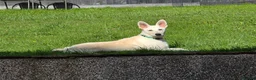 German Shepherd dogs for sale: 20 wk Female White german shepherd bitch in Newport - Advert 5