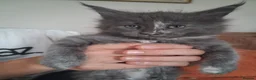 Maine Coon cats for sale: Stunning health tested, tica reg kittens 😍 - Advert 31