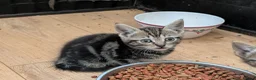 Mixed Breed cats for sale: Gorgeous Kittens Ready for their new homes now.  - Advert 20