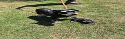 Miniature Schnauzer dogs for sale: KC Registered Health Tested Miniature Schnauzers - Advert 14