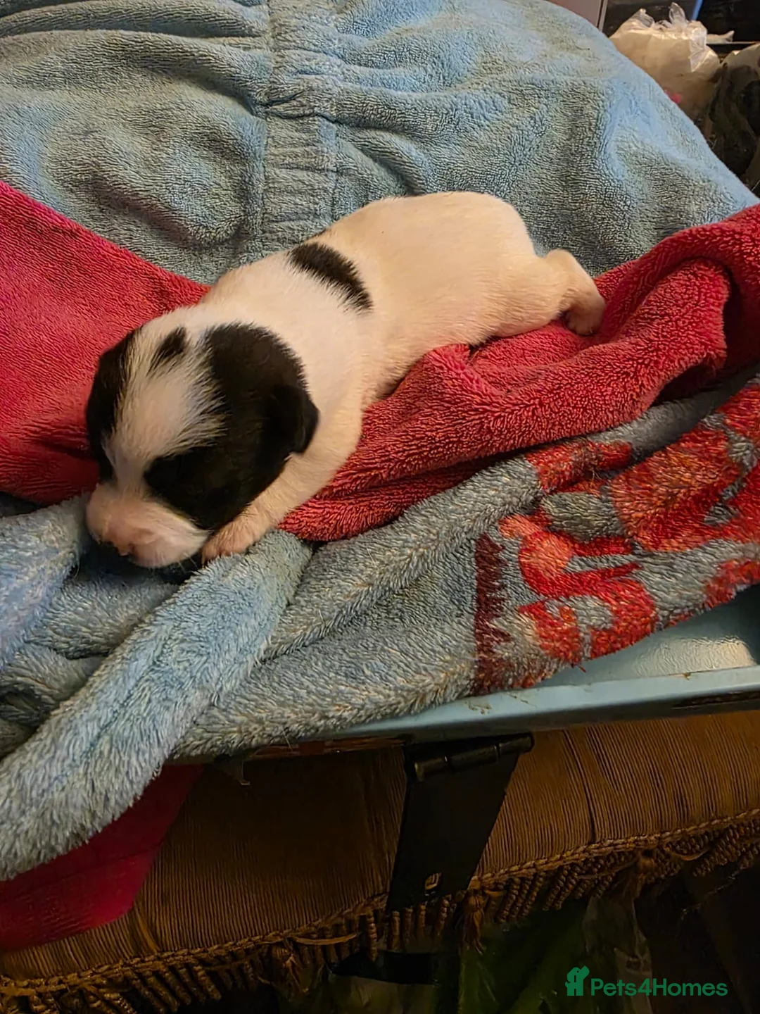 Jack Russell dogs for stud: Rusty stunning Jack Russell available for Stud in Sheffield - Advert 16