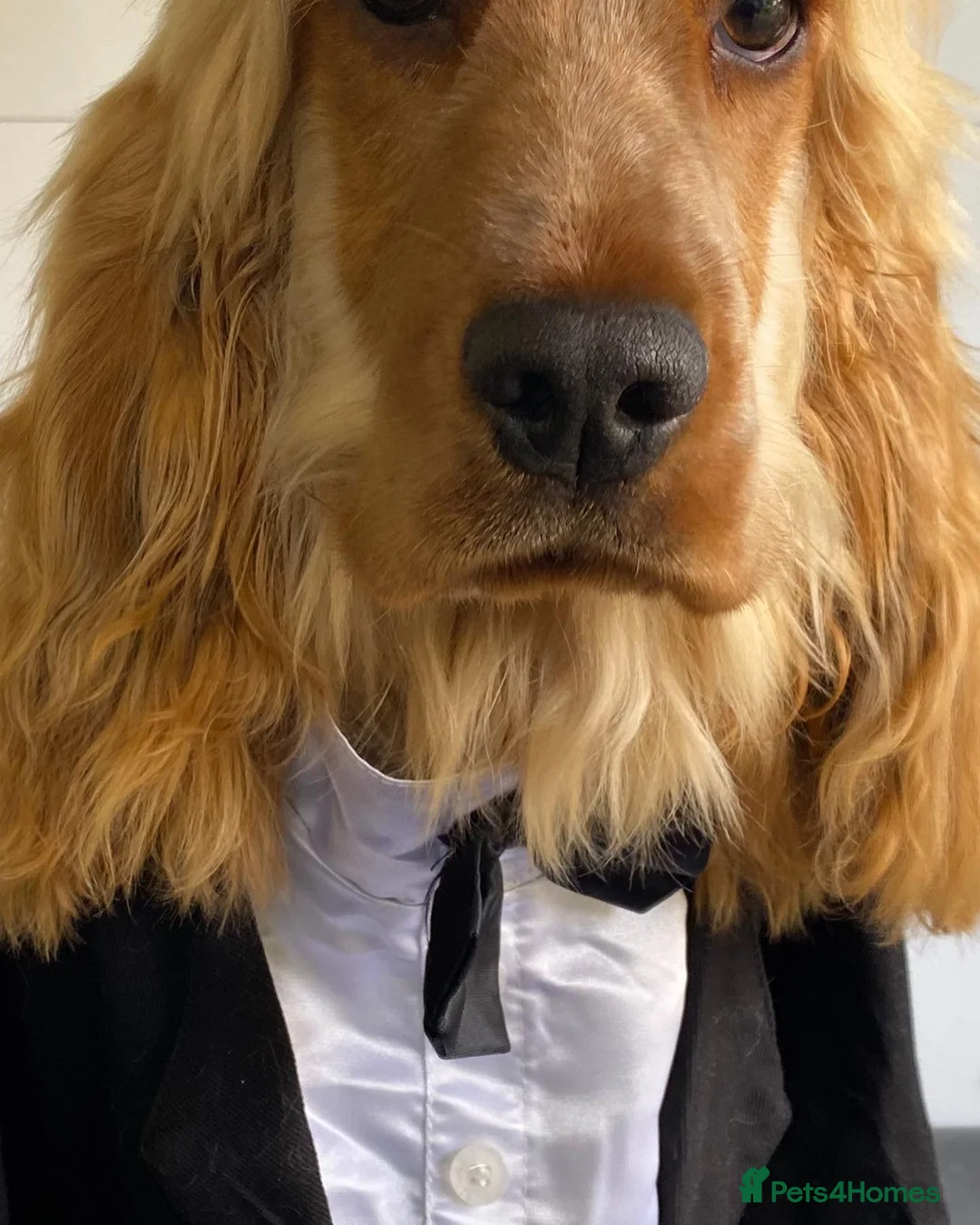 Cocker Spaniel dogs for stud: Stunning Show Cocker Spaniel in Doncaster - Advert 2