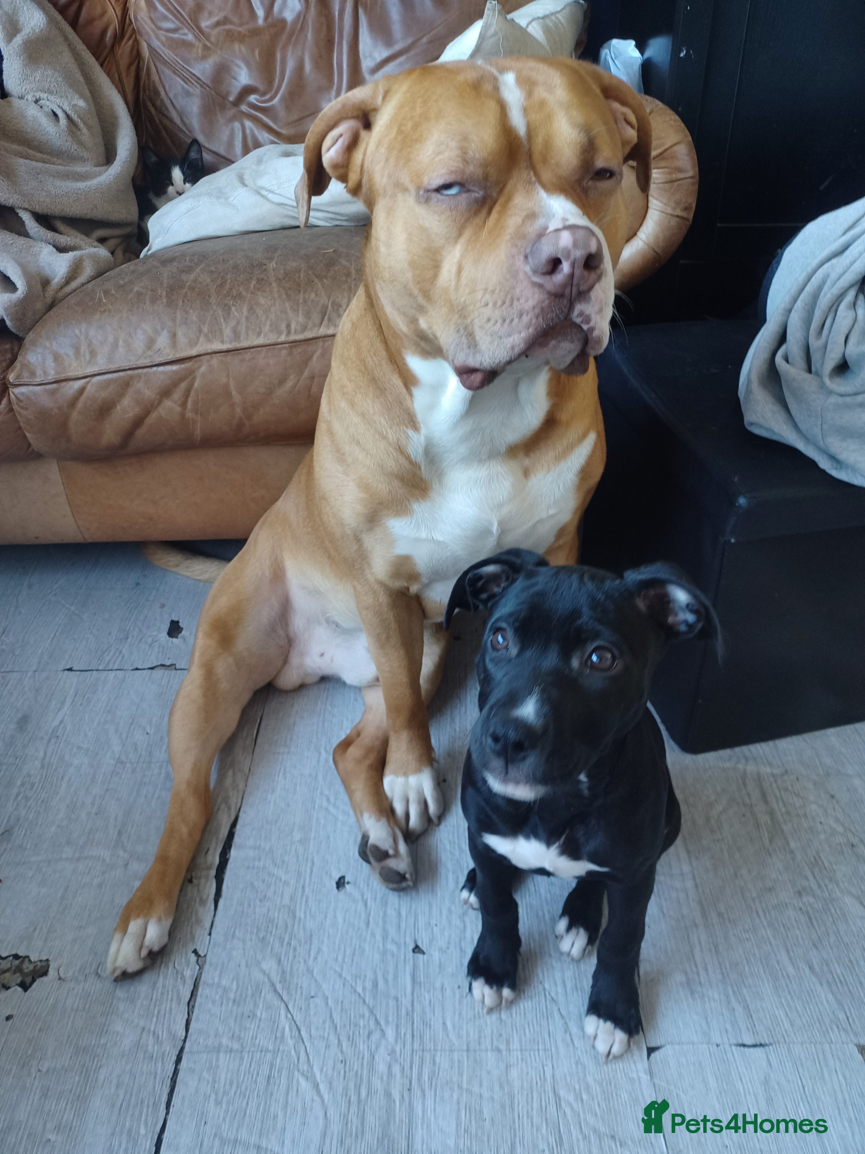 Mixed Breed dogs Narla  - Advert 1