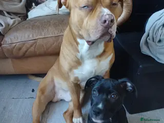 Mixed Breed dogs Narla - Advert 3