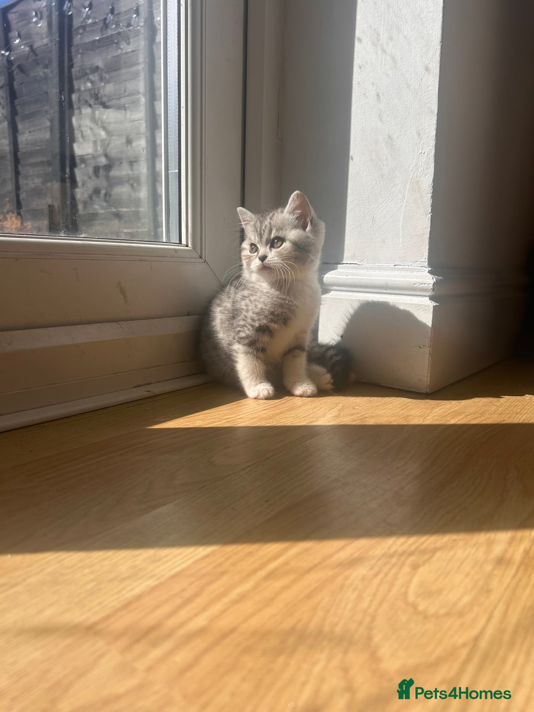 Scottish Fold cats for sale: Scottish fold and straights - Image 13