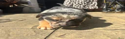 Mixed Breed dogs for sale: Cane shepherds - Advert 12
