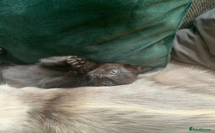 Ragdoll cats - Advert 4