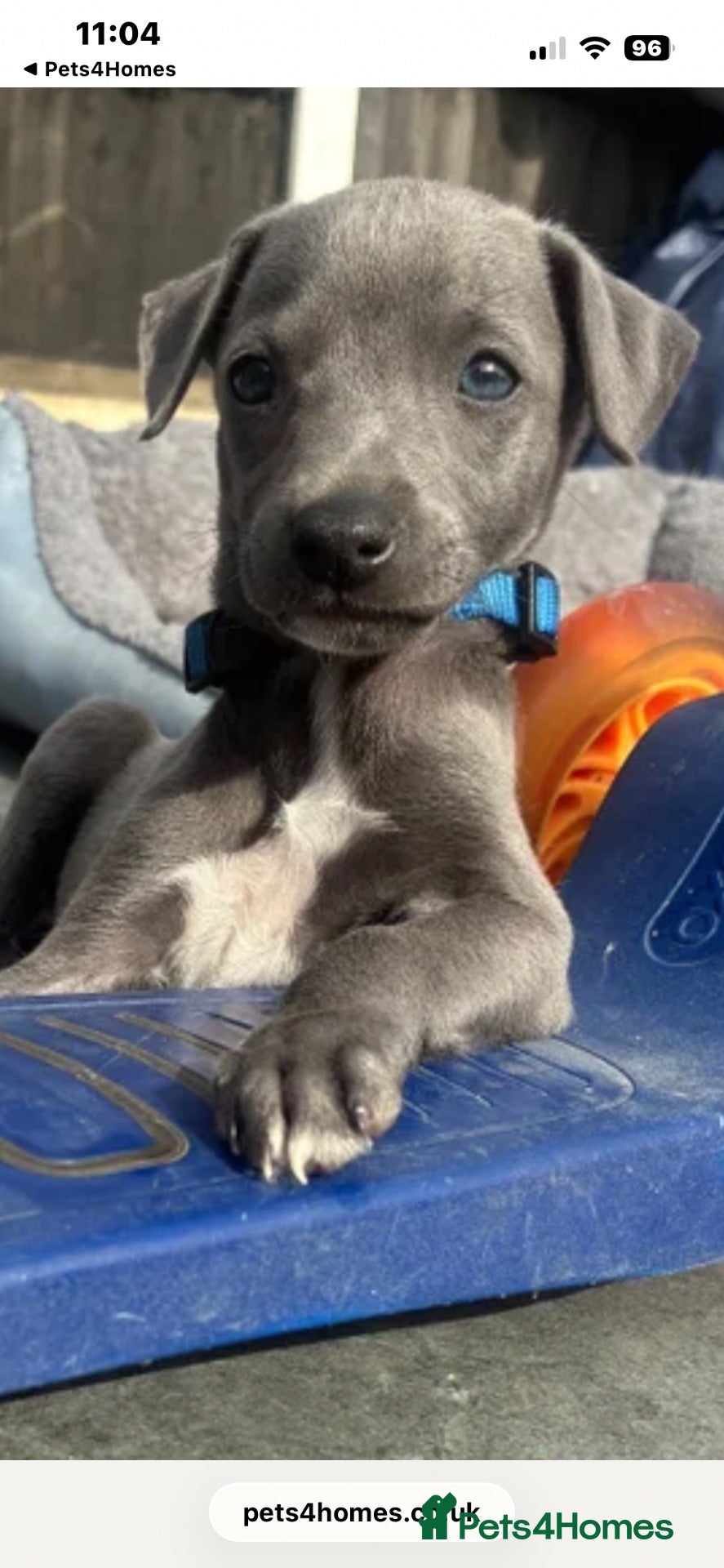 Whippet dogs blue whippets💙 1 boy left  - Advert 11