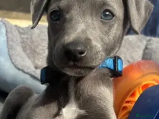 Whippet dogs blue whippets💙 1 boy left - Advert 11