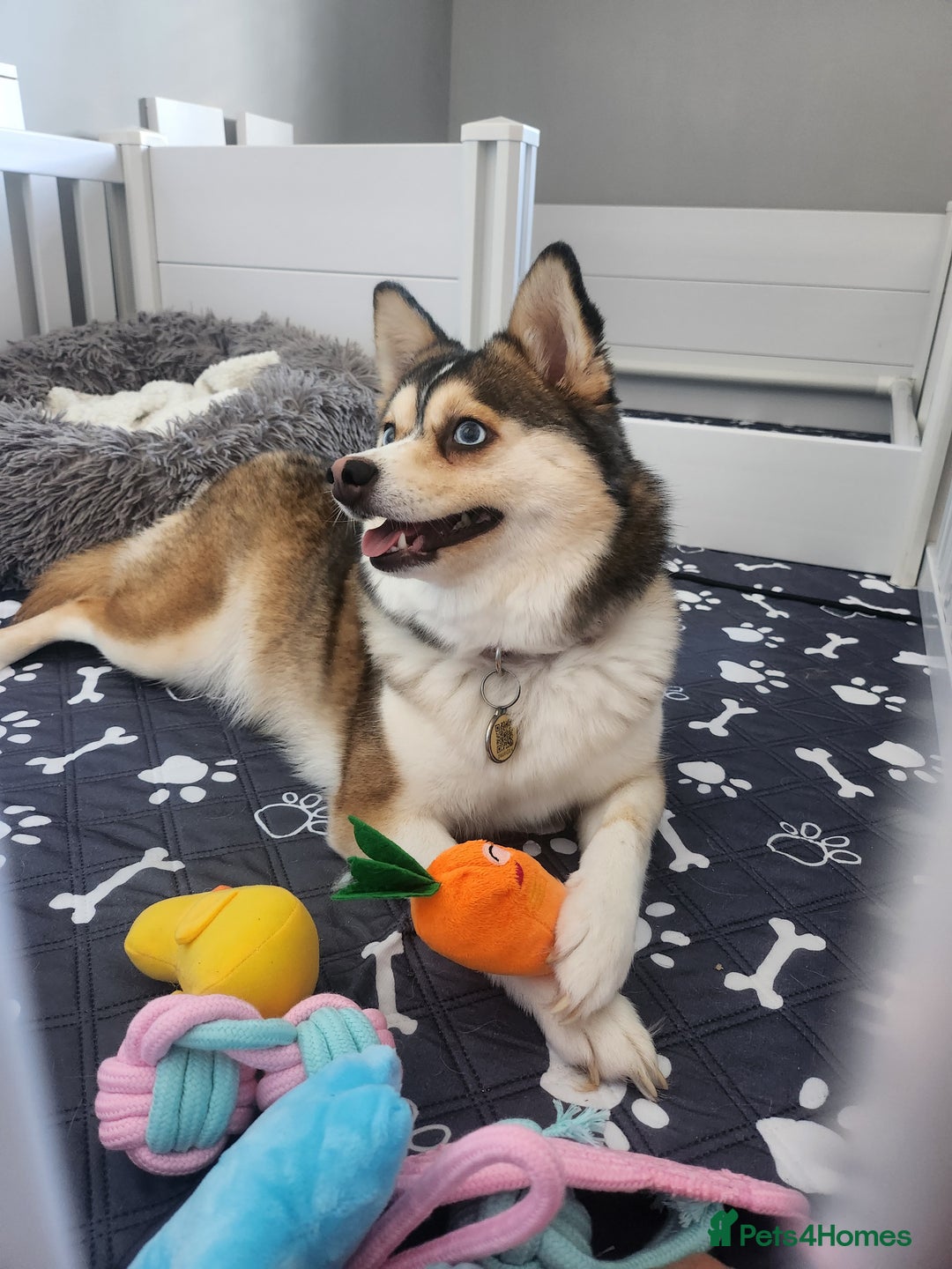 Pomsky dogs for sale: Pomsky puppies - Image 17